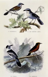 Naturhistorisk tavla: Fåglar: ecorcheuren, den grå grechepajen, vangan och gonoleken - i "" Works of Buffon"", T.5, ed. Rökning Jouvet & Cie