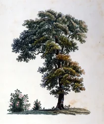 Ek. Gravyr tidigt 1800-tal.