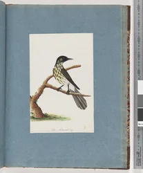 Sida 100. New Holland Honeyeater. Certhia Nova Hollandiae