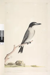 Sida 10. Vanga. i nedre mitten i annan hand Naturlig storlek, iris tveksam Grå Butcherbird Cracticus torquatus hane, 1791-92