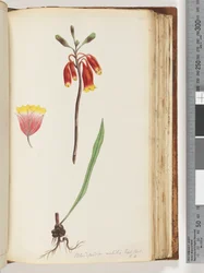 Sida 110. Blandfordia nobilis Exot. Bot / t. 4. Julklocka