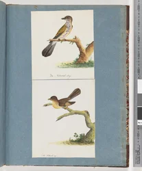 Sida 111. Oidentifierad fågel. 112. Oidentifierad fågel.