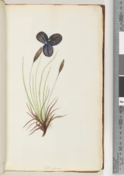 Sida 11. Pattersonia