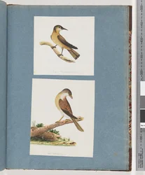 Sida 125. Oidentifierad fågel. 126. Oidentifierad fågel