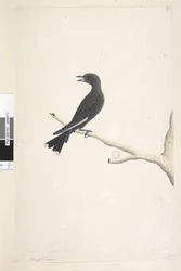 Sida 12. Ocypterus. ovanstående titel i annan hand April,  naturlig storlek Dusky Wood, Swallow Artamus cyanopterus, 1791-92