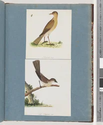 Sida 131. Oidentifierad fågel. 132. Oidentifierad fågel