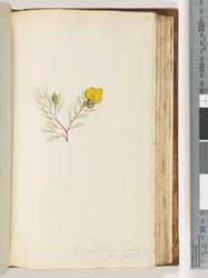 Sida 134. Gompholobium grandiflorum / Exot. Bot. t. 5