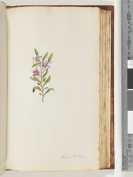 Sida 135. Eriostemon