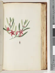 Sida 138. Namnlös blommande växt och insekt