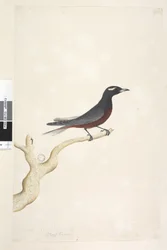 Sida 13. Ocyptamus. ovan titel i annan hand december. Naturlig storlek Vit, brynt träsvala Artamus superciliosus, hane, 1791-92