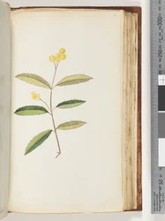 Sida 140. Oidentifierad blomma, oktober 1794