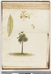Sida 148. Brungummiträdet