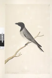 Sida 14. Ceblephyris. ovan titel i annan hand augusti. Naturlig storlek Little Cuckoo, Shrike? Coracina robusta, 1791-92
