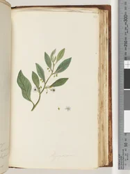 Sida 161. Myoporum