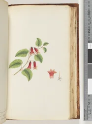 Sida 169. Namnlös blommande växt