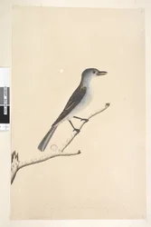 Sida 16. Ceblephyris längs nederkanten i annan hand Samma storlek som fågeln som teckningen är tagen ifrån. April Gråtorstrast Colluricincla munspel, 1791-92
