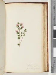 Sida 170. Decandria monogynia. Kalmoides of Banks