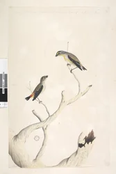Sida 17. Pardalotus. längs övre kanten i olika hand augusti. Båda ritade i naturlig storlek. tillagd i tredje hand och förmodas vara av ett annat slag Fläckig Pardalote och öststrimmig Pardalote Pardalotus punctatus och Pardalotus striatus Pardalotus ornat