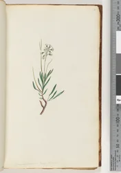 Sida 18. Conospermum longifolium Långbladiga konfröer