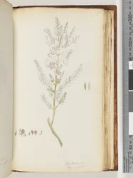 Sida 190. Melaleuca thymifolia / Timjanhonung, myrten