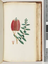 Sida 193. Melaleuca hypericifolia/röd honungsmyrten