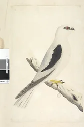 Sida 1. Falk, siktad i augusti, nedtill till vänster med en annan hand: augusti, naturlig storlek. Svartskuldrad glada Elanus axillaris Elanus notatus, 1791-92