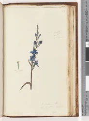 Sida 203. Jag tror att det här är Thelymitra ixioides / Spotted Sun Orchid