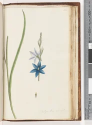 Sida 204. Thelymitra ixiodes /Fläckig solorkidé