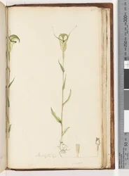 Sida 215. Pterostylis op / viridis