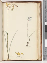 Sida 219. Caladenia / Diuris två växter