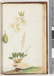 Sida 224. Dendrobium speciosum / Bergorkidé