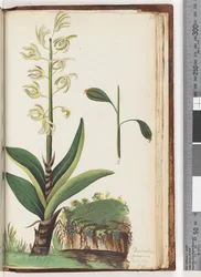 Sida 225. Dendrobium speciosum Exot. Bot. t. 10