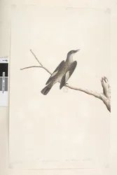 Sida 23. Maj, naturlig storlek, iris & tunga tveksam Brun trädkrypare Climacteris picumnus, 1791-92
