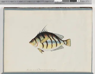 Sida 23. Oidentifierad fisk