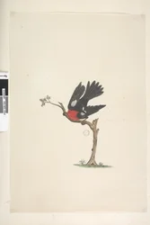 Sida 24. Naturlig storlek Scarlet Robin Petroica flerfärgad, hane, Norfolk Island, 1791-92
