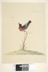 Sida 25. Bil,ral,gar,yei,sar, naturlig storlek Scarlet Robin, hane Petroica multicolor, N.S.W., 1791-92