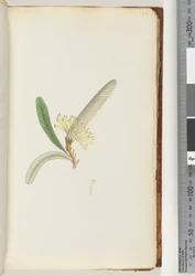 Sida 28. Blommande växt, "en Creeper"