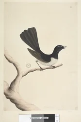 Sida 28. Naturlig storlek,  juli Willie Vicktail Rhipidura leucophrys, 1791-92