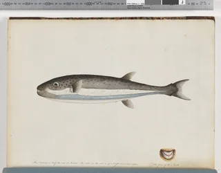 Sida 28. Oidentifierad fisk