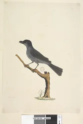 Sida 29. Blackbird Norfolk Island Blackbird? Aplonis fuscus, hane, 1791-92