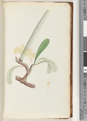 Sida 29. Coast Banksia