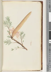 Sida 32. Växt, Banksia ericifolia