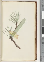 Sida 33. Växt, Banksia spinulosa