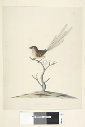 Sida 35. Naturlig storlek Emu, Wren, Stipiturus malachurus hane, 1791-92