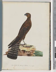 Sida 36. Röd gåhök. Utstrålad Falcon