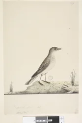 Sida 38. Alundu? ovanstående titel i annan hand Naturlig storlek,  juli Pipit Anthus australis, 1791-92