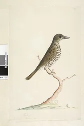Sida 3. Turdus. nedan titel i annan hand August naturlig storlek. Marktrast Zoothera lunulata, 1791-92