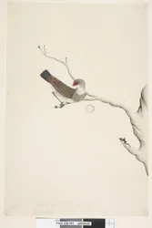 Sida 41. Frans. ovan titel i annan hand juni. Naturlig storlek. Iris tvivlande Diamond Firetail Stagonopleura guttata, omogen, 1791-92