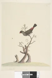 Sida 42. Fringilla. Nedtill i mitten med en annan hand: Naturlig storlek. Diamantastrild Stagonopleura guttata, 1791-92