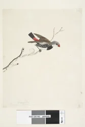 Sida 43. Frans. nedan titel i annan hand februari. Naturlig storlek Diamond Firetail Stagonopleura guttata, 1791-92